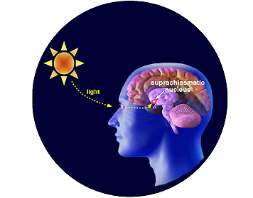 que hace solfa syllable melatonina linear unit el cerebro