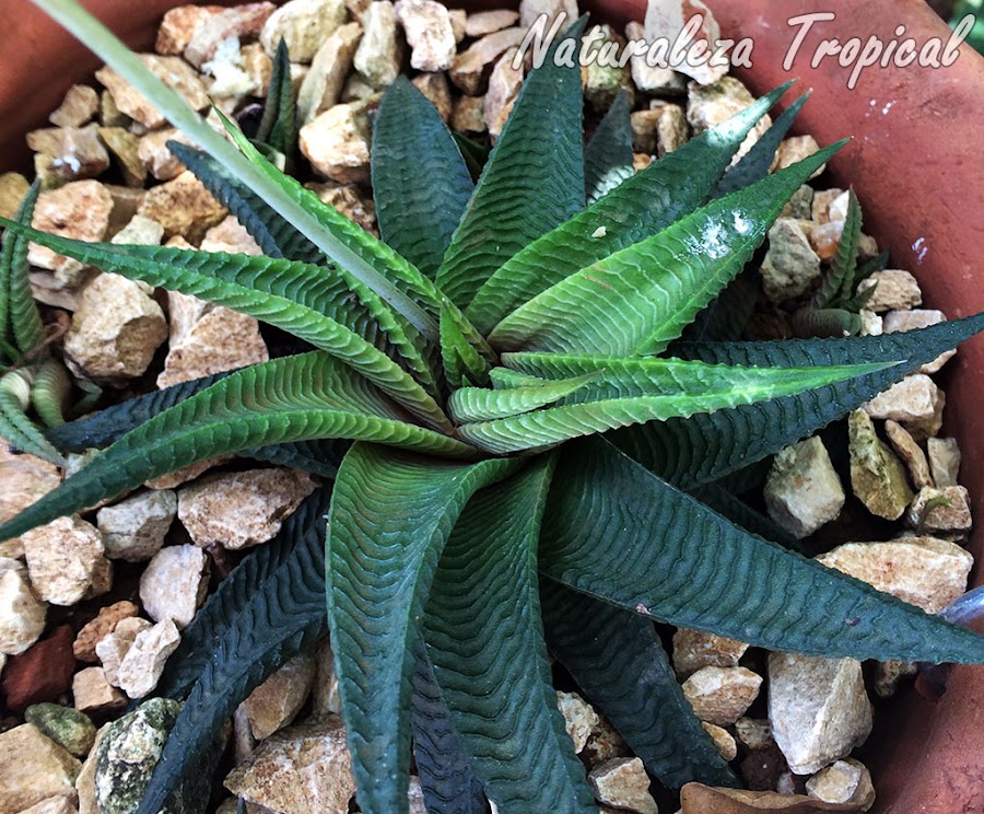 La planta Piel de Cocodrilo, Haworthia limifolia