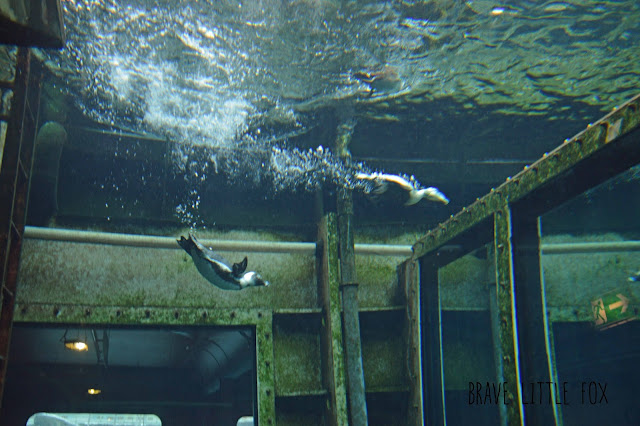 Unterwasserwelt Erlebnis-Zoo Hannover