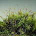 Klasifikasi Bryophyta thumbnail