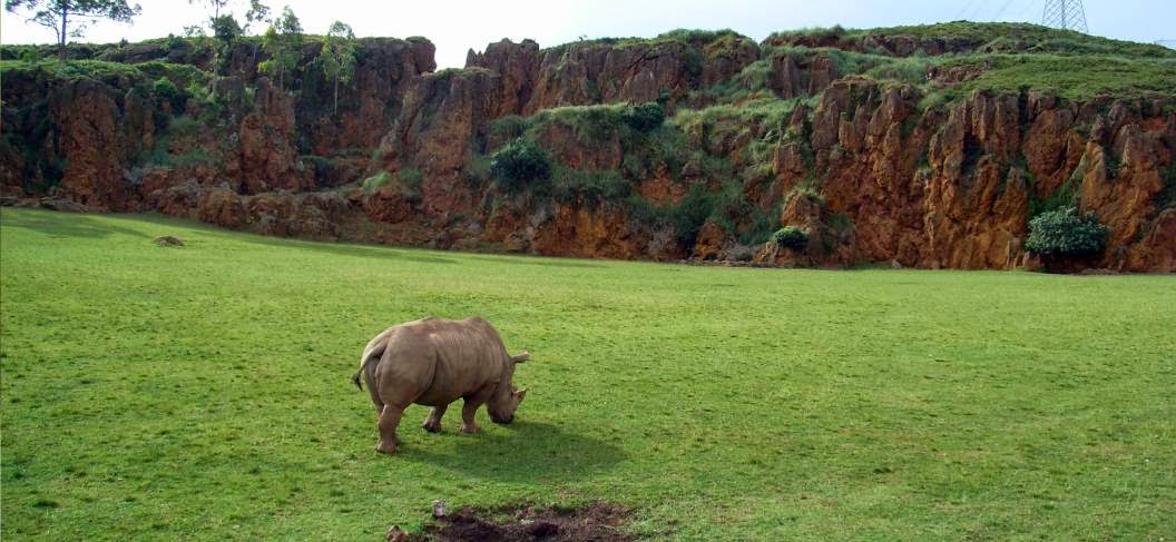 El rinoceronte blanco