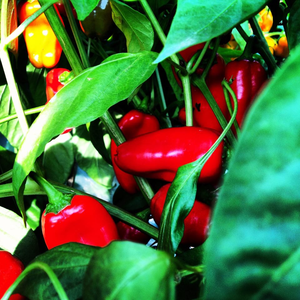 Harmony Valley Farm Vegetable Feature MiniSweet Peppers