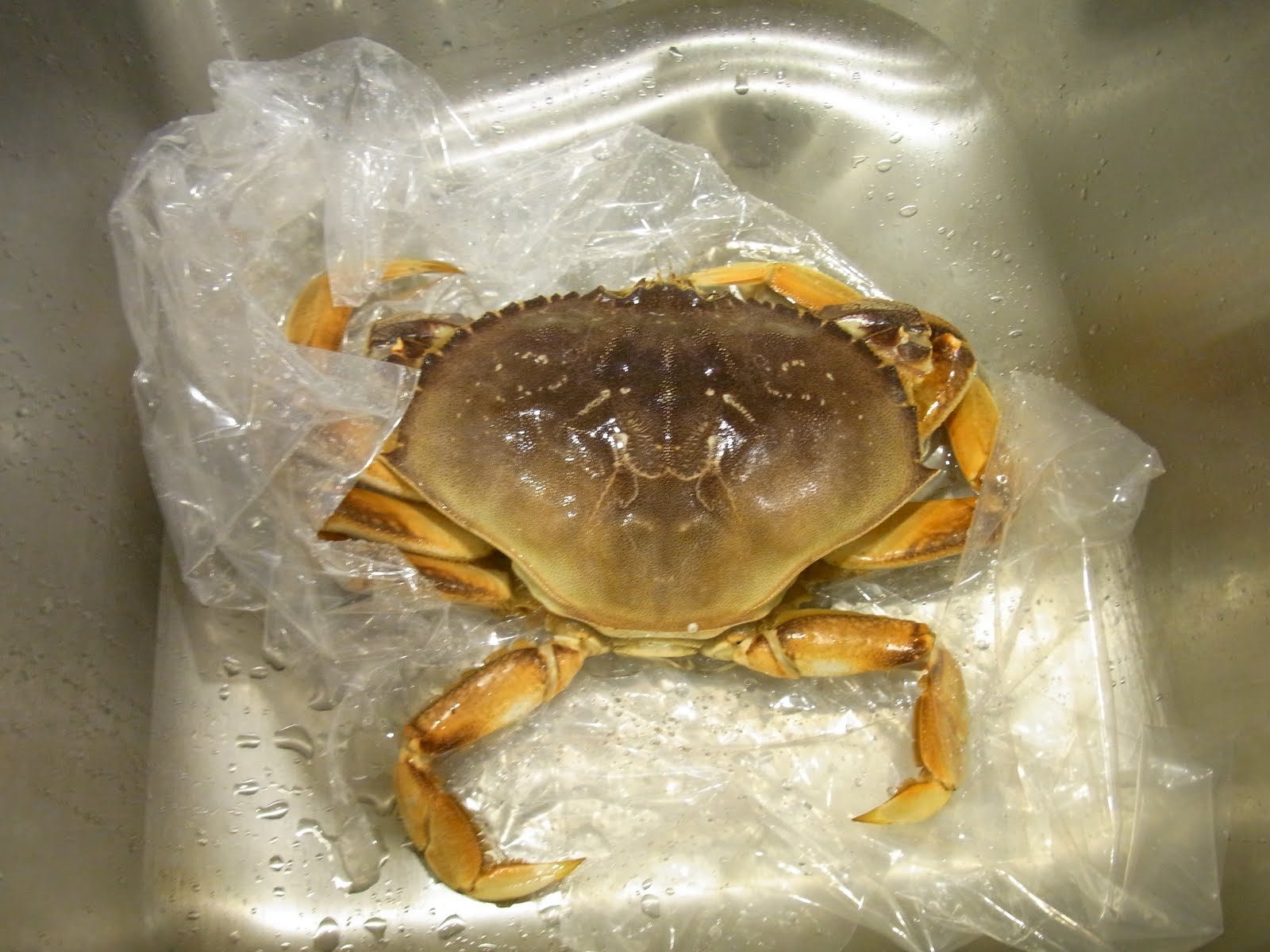 Casual Japanese Bystander Kona Cold Lobsters