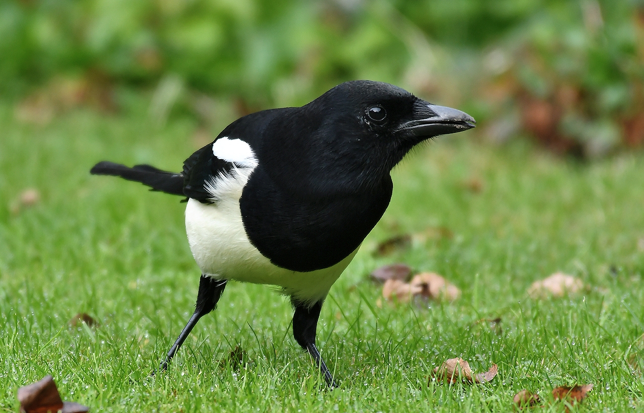 Jozef van der Heijden Natuurfotografie Eksters zijn brutale alleseters