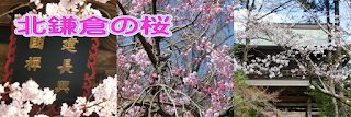 北鎌倉の桜