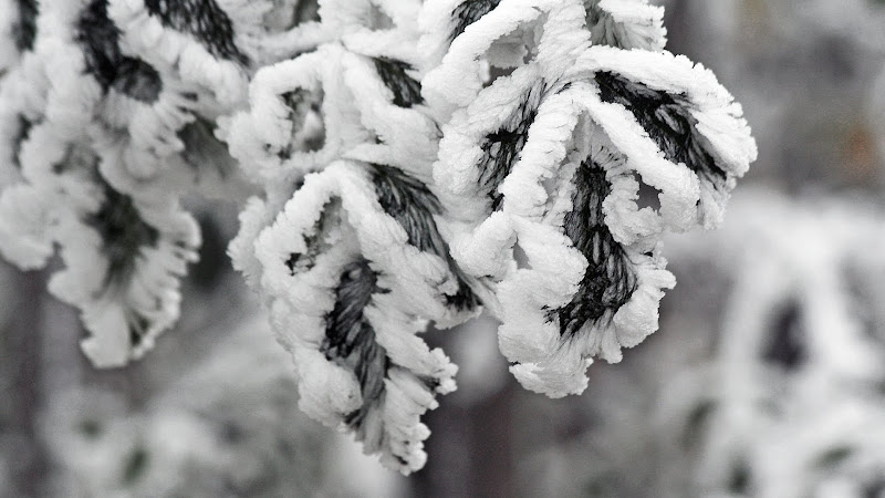 Winter Frost