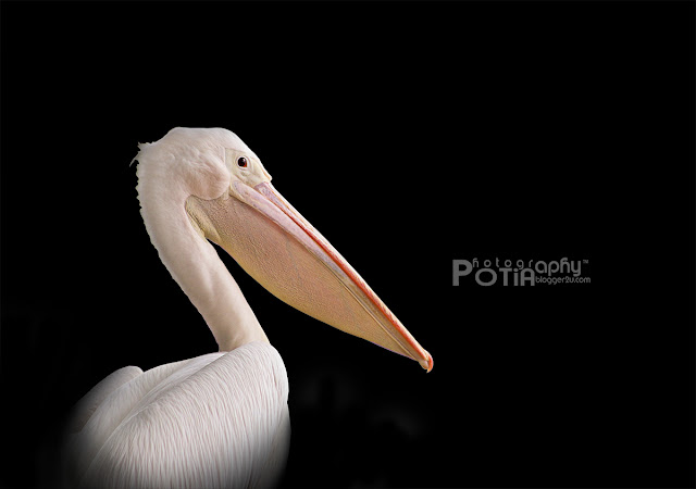Burung Undan atau Pelican yang terdapat di Paya Indah Wetlands aktiviti burung di Paya Indah Wetlands