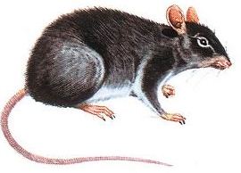 Rata Imagen de una rata negra con cola larga