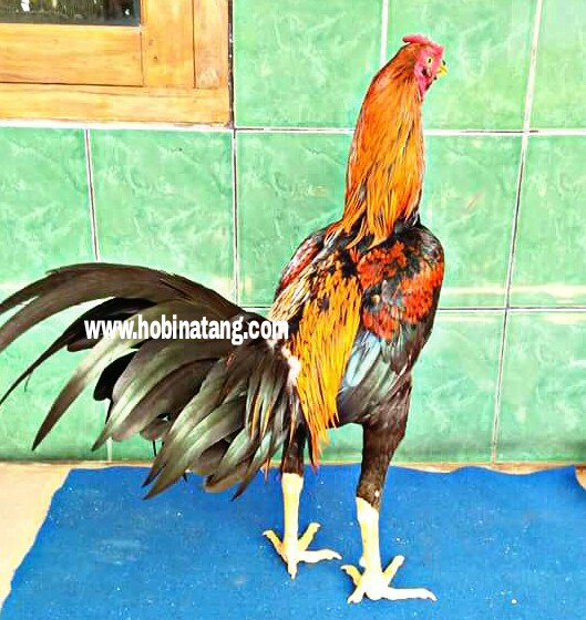 Warna Ayam Pamangon Wido Yang Bagus - Ayam Bangkok; Ciri-ciri, Jenis-jenis, Kelebihan serta Cara ... / Ada banyak warna bulu yang di miliki oleh ayam jantan mulai dari warna hitam, kuning, blorok dll.