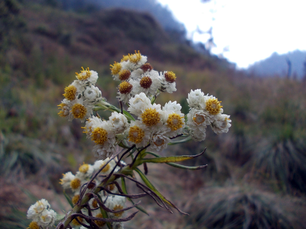 Bunga edelweiss gunung Semeru | Sumber: Mawarung