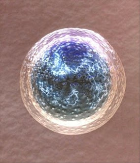 Team create human eggs from stem cells