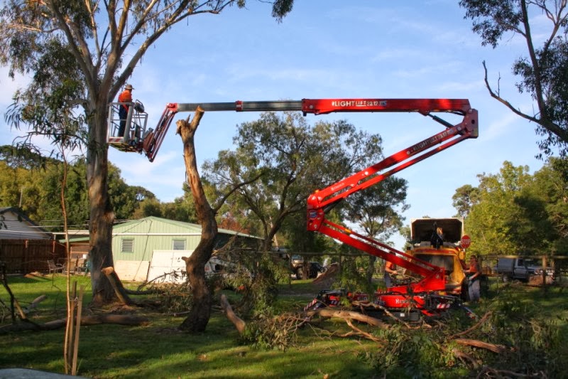 Shane The Tree and Stump Eaters
