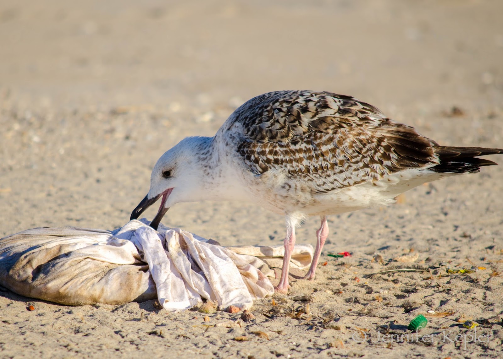 Snapshots of Nature Trash Birds