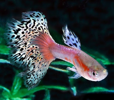 Ikan guppy dengan ekor bagus Gambar guppy hasil terbaik