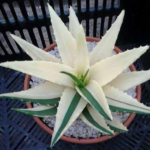 SÁBILA BLANCA - ALOE VERA 