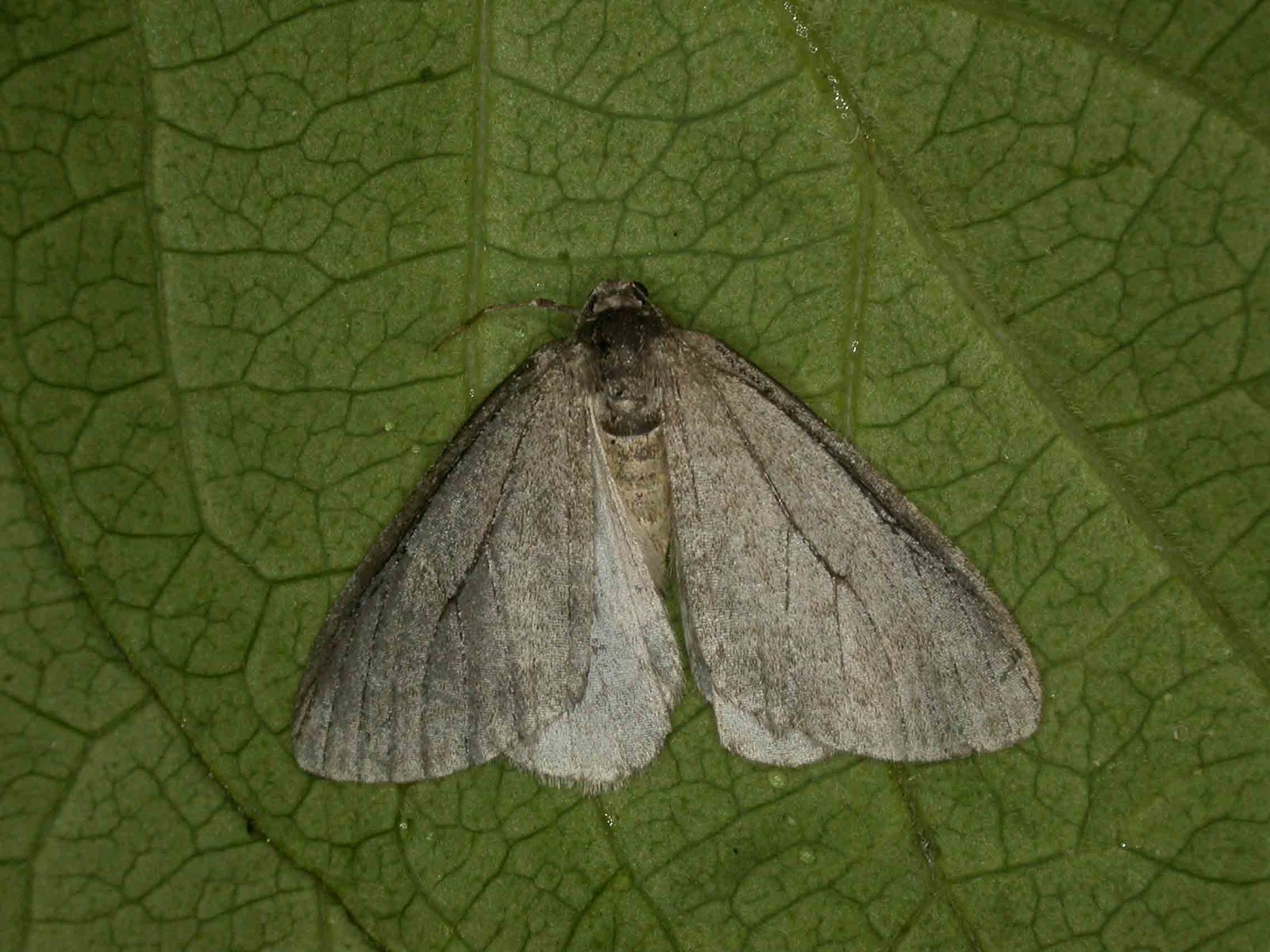 Northern Winter Moth