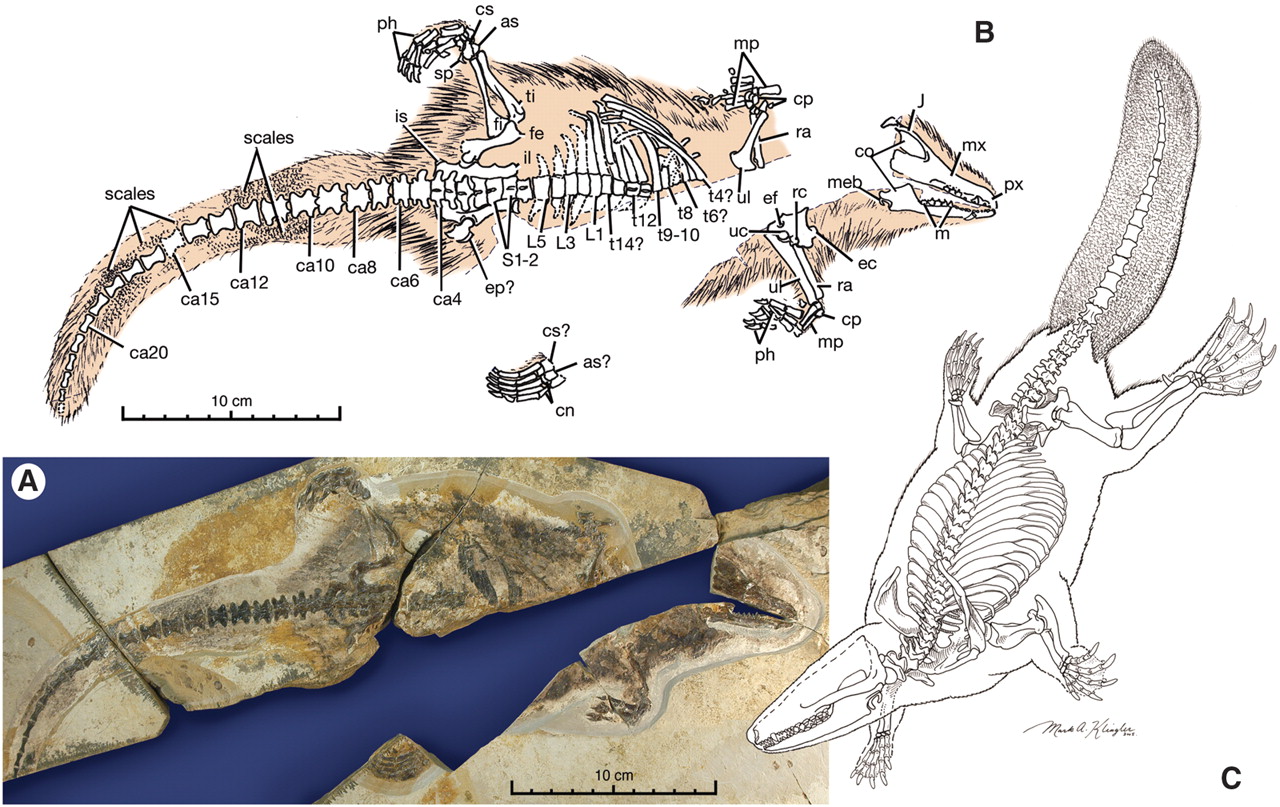 Escenarios prehistóricos: Castorocauda
