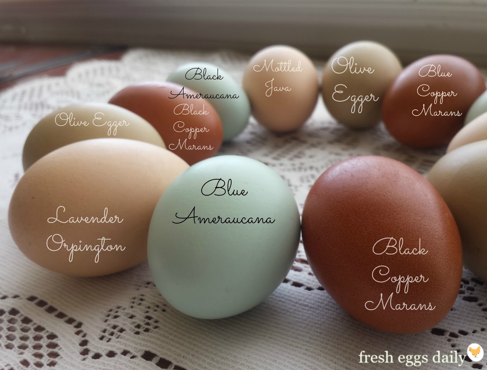 Chicken Egg Shell Color Chart