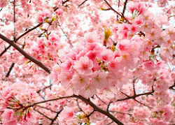 japanese blossom cherry sakura japan culture flower flowers tokyo tree anime national blossoms trees names pink tea