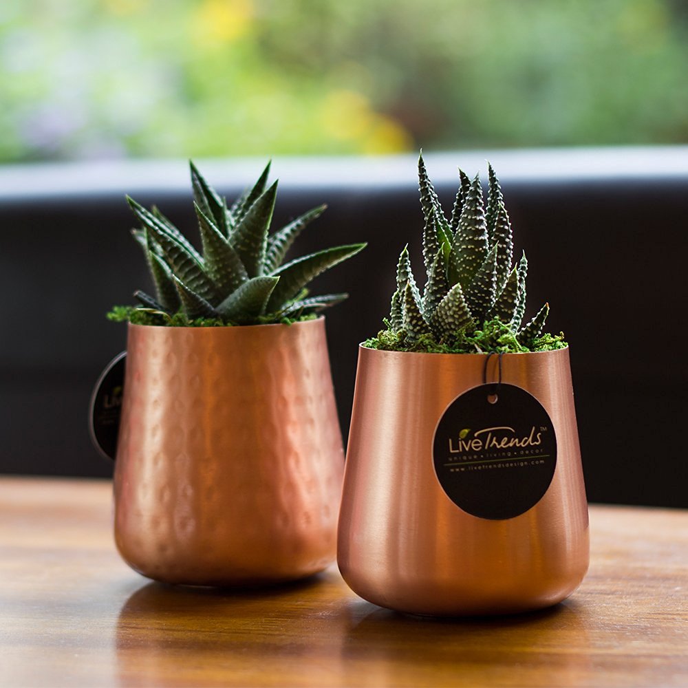14 Ways to Display and Decorate with Succulents Dans le