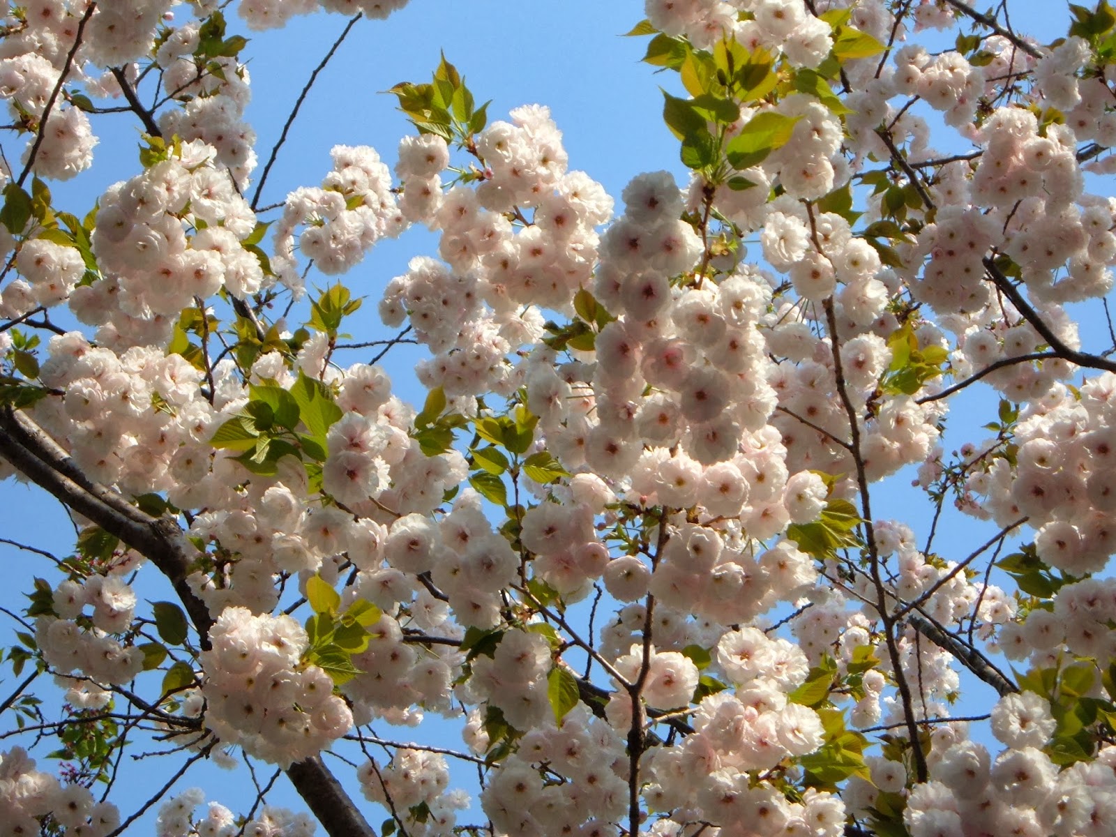 махамеру пушам цветок. растения ли юэ фото. наперстянка цветение. цветет ли первый год. на меня нацелилась груша да черёмуха.