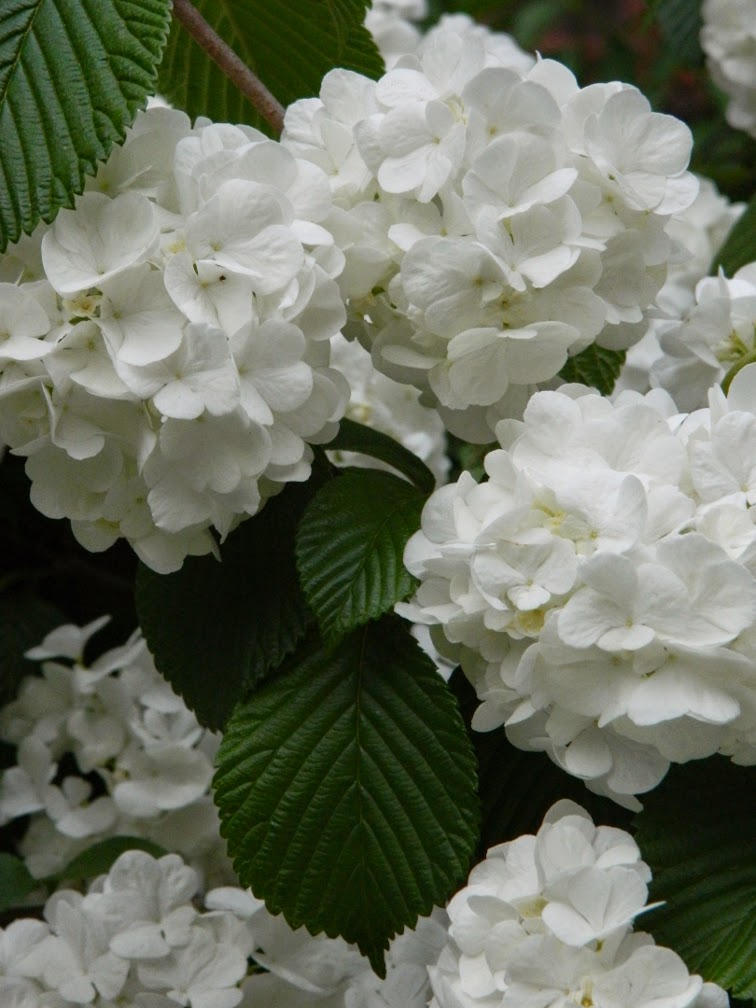 Khs Plant Library Viburnum Plicatum Mariesii Japanese