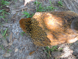 coop chicken goose excuse plymouth barred jenny rock tour guide