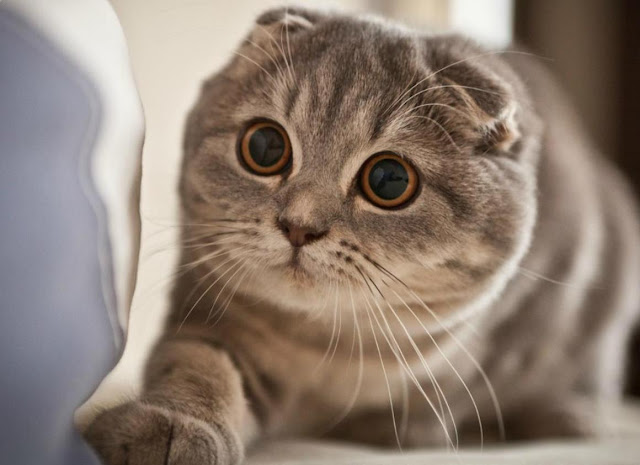 10 Kucing Termahal di Dunia, Bahkan No.1 Harganya Rp 2,13 Miliar 10 Kucing Termahal di Dunia, Bahkan No.1 Harganya Rp 2,13 Miliar
