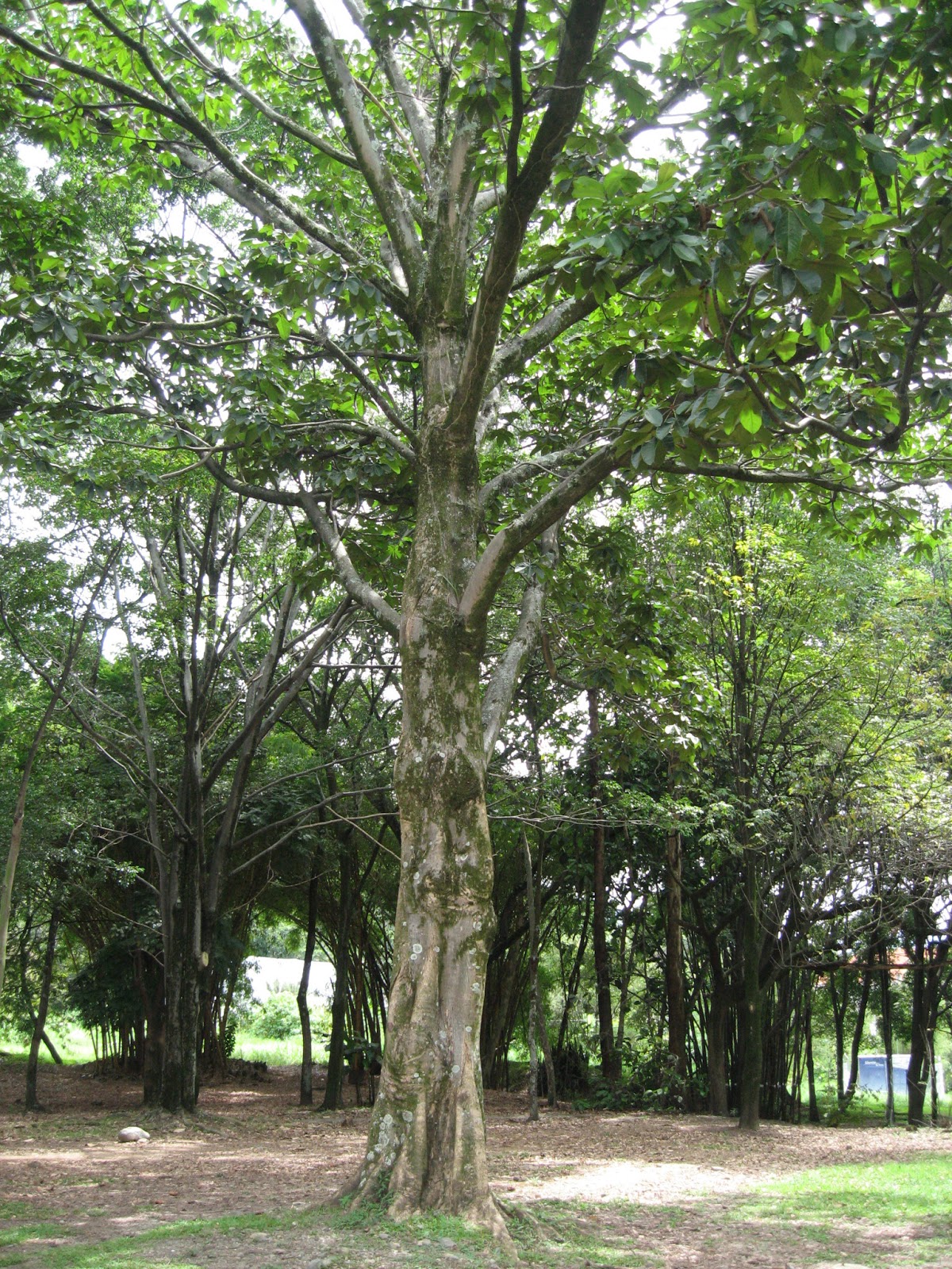 VENERABLES ÁRBOLES : julio 2013