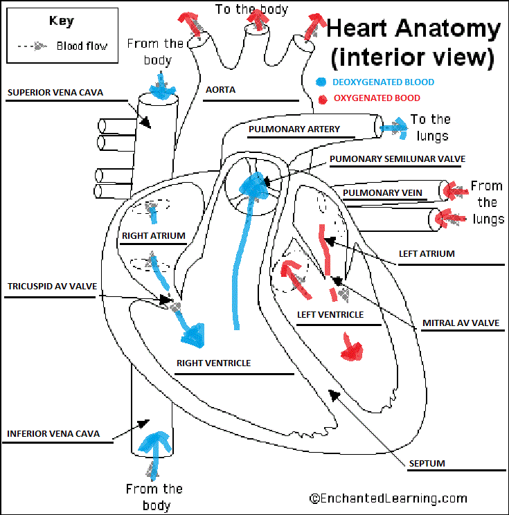 Pulmonary Embolism | Johns Hopkins Medicine Pulmonary Embolism | Johns Hopkins Medicine