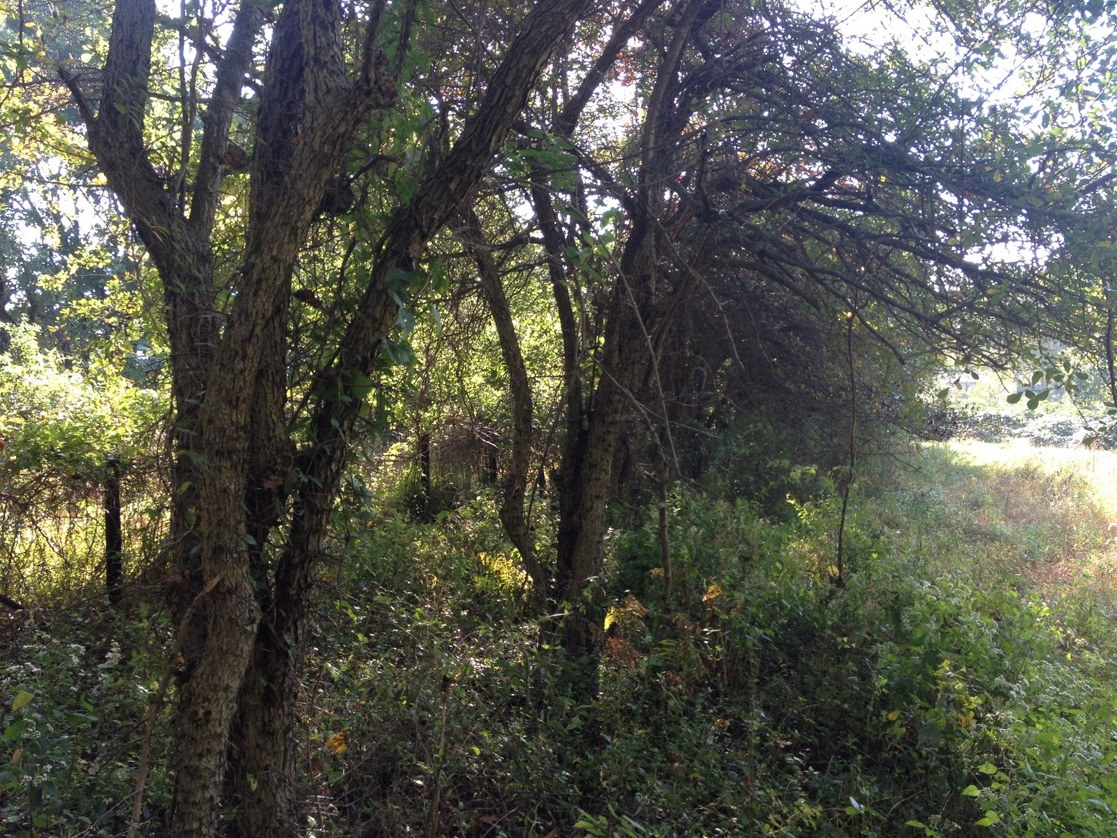 PHILLY TREES: BIRDBERRIES: THE DUCKS FLY MOON