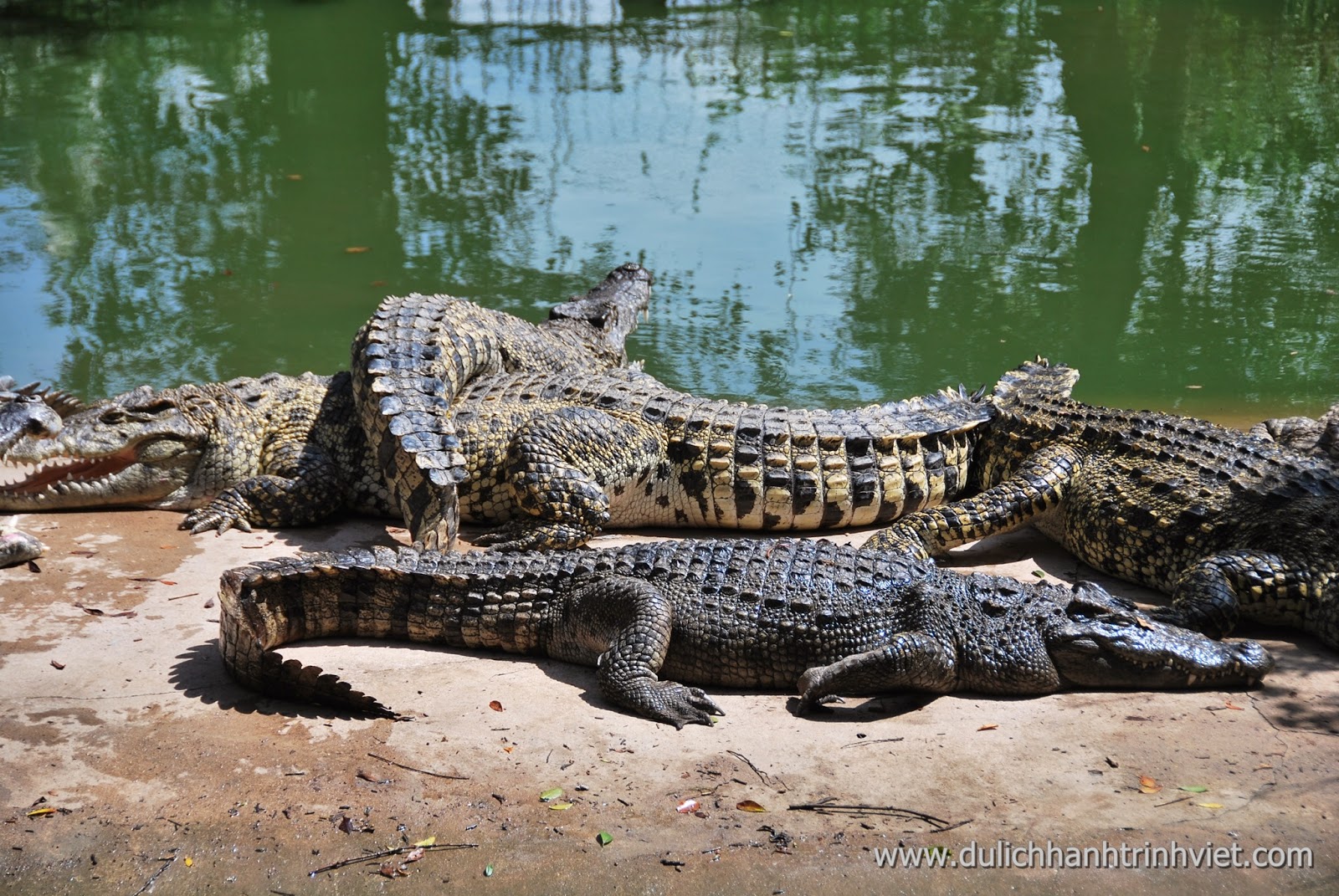 Tham quan khu du lịch sinh thái Cá Sấu Long Xuyên