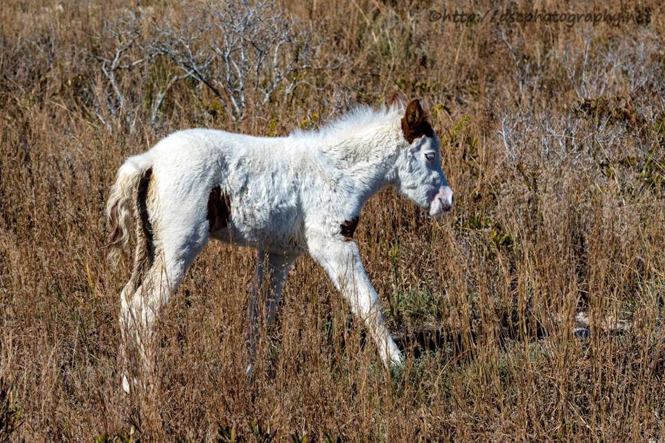 Critter Sitter's Blog Medicine Hat Markings and War Markings in