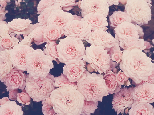 flower photography tumblr flower photography tumblr