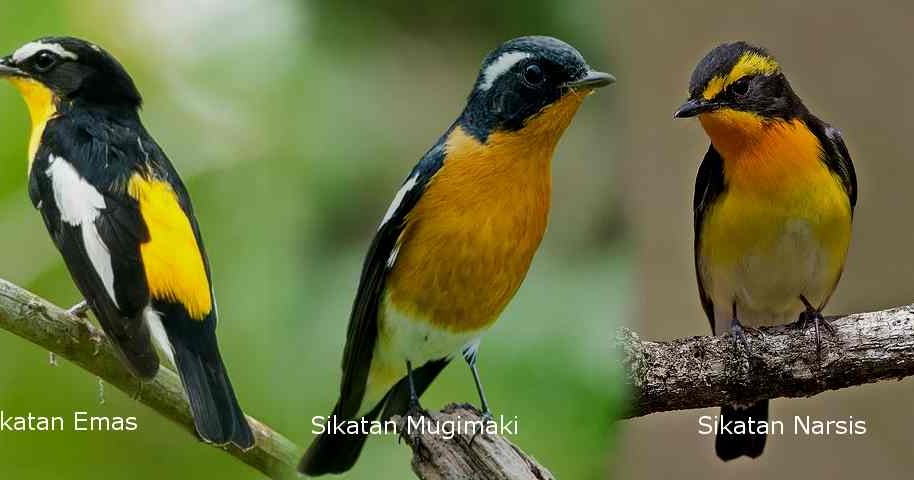 3 Jenis Burung Sikatan Dengan Warna Bulu Yang Mirip Media Karya Edukasi