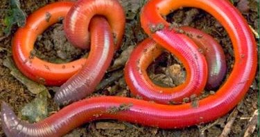 660 Gambar Hewan Tidak Bertulang Belakang Gratis Terbaik Gambar Hewan