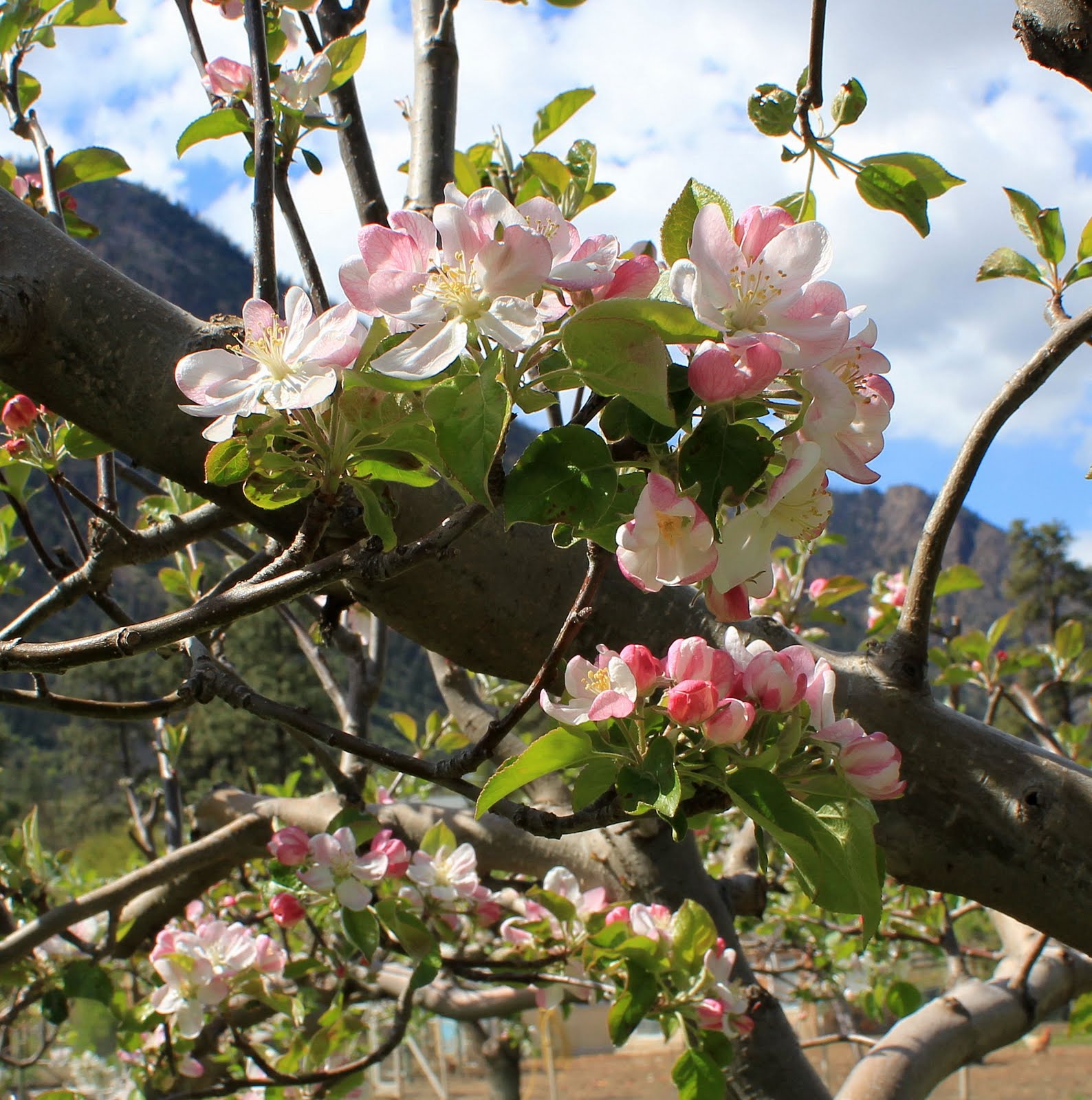 Collection 103+ Images pictures of fruit trees in bloom Updated