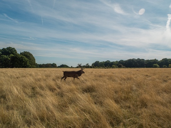 stag at Richmond Park