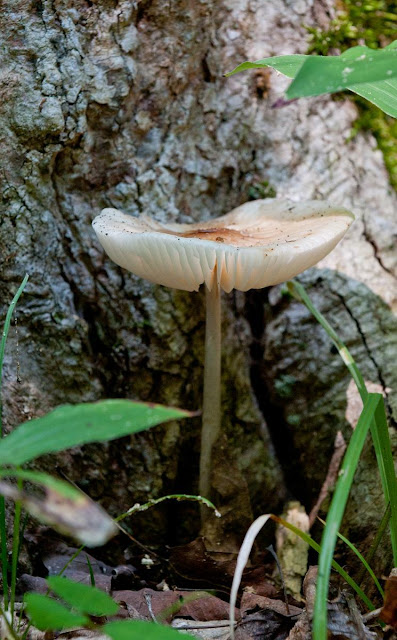 mushroom cap with frilled underside and tall stem in a shady nook of tree roots, Grants Woods
