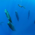 Photographer Captures Incredibly Rare Shot Of Sperm Whales Sleeping