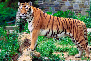 Funny Pictures Gallery: Javan tiger, javan tigers, java tiger, javan