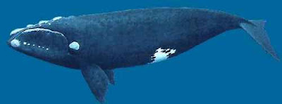 A Baleia Franca é um mamífero marinho pertencente à família Balenidae. Distinguem-se das outras baleias por apresentarem o corpo totalmente negro, à excepção de uma mancha branca na barriga e por apresentar verrugas (calosidades) de um amarelo desmaiado na cabeça.