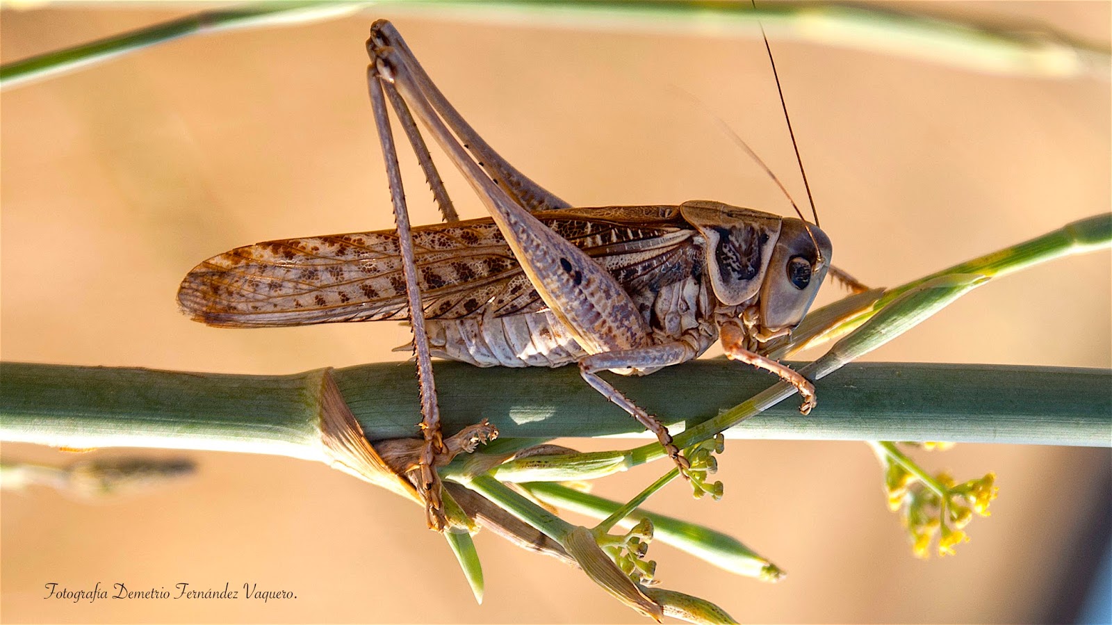 Langosta de campo (Acrididae) 4 fotos Fotografía Demetrio Fernández
