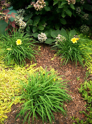 getting daylilies to rebloom at the createaerie