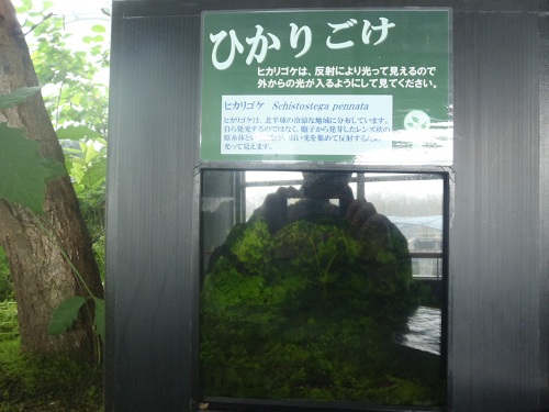 標津サーモン科学館blog お手軽なヒカリゴケ観察 ｏｏ