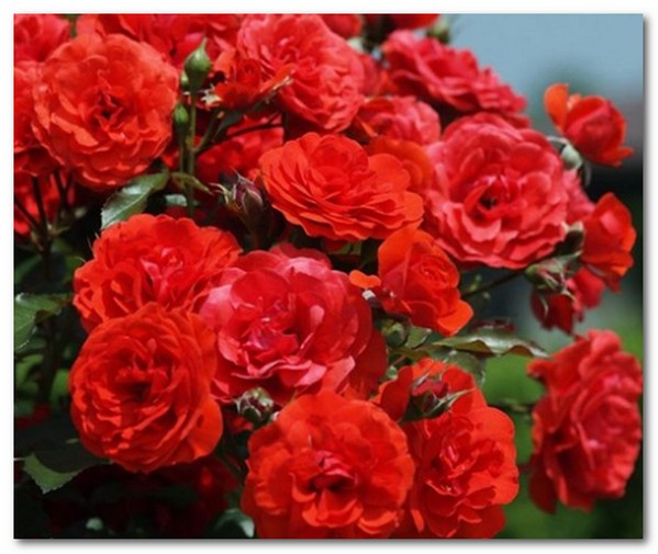 Bunga Mawar Merah Wallpaper Bawang Bawangan