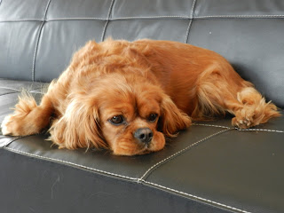 Cavalier King Charles Spaniel Puppies: Our Dogs