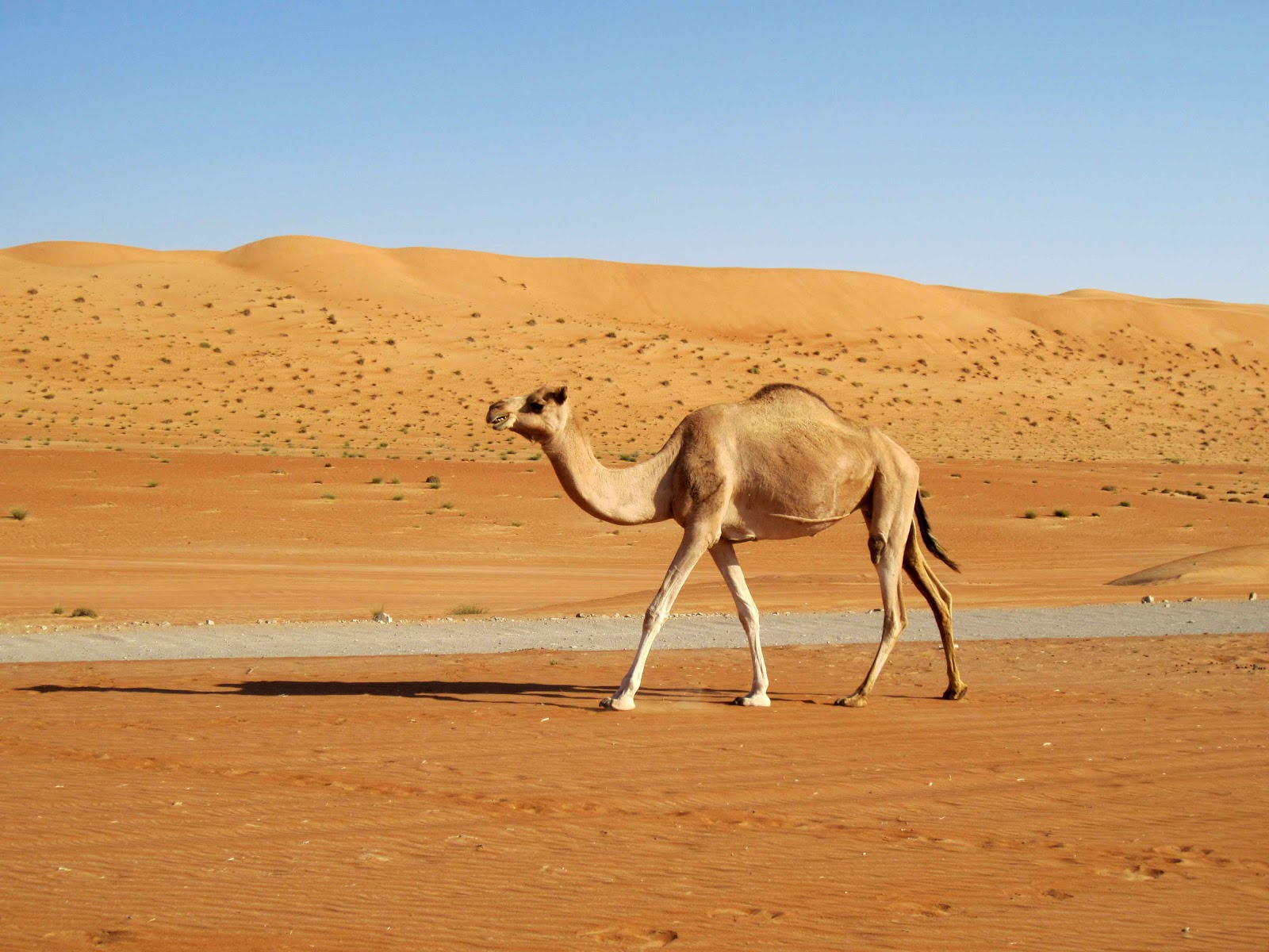 Mein arabisches Abenteuer: Ab in die Wüste!