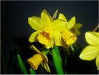 Narcissus