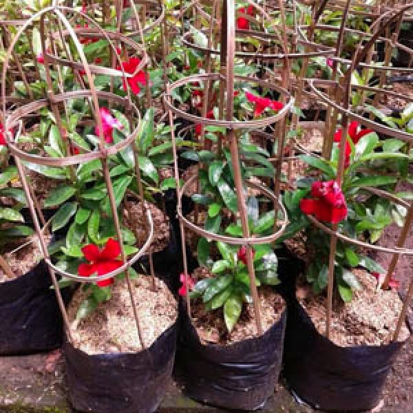 DAFTAR HARGA TANAMAN: Alamanda tanaman hias merambat 2